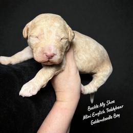 Buckle My Shoe - Apricot male Goldendoodle puppy in Grove, Oklahoma from Guinn Family Farms
