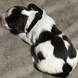 Finn - Liver white and tan male English Springer Spaniel puppy in Phoenix, Arizona from Desert Shadow Springers