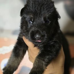 Sol - Black Collar Boy - Black and red male German Shepherd puppy in Hawthorne, Florida from Lace's High Flying German Shepherds And Golden Retrievers