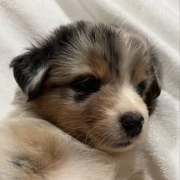 Mimi- Lime Green - Blue merle female Australian Shepherd puppy in Hayward, California from Grissom’s Aussies