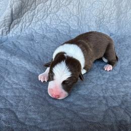 Girl 3 - Red female Border Collie puppy in Centerville, Washington from Forthright Farms