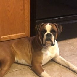 Simba  - Boxer