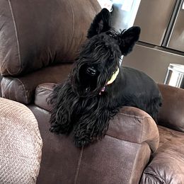 Scottish Terrier puppies from Gail's Scottish Terriers
