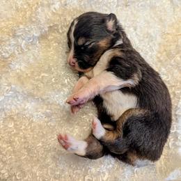 Australian Shepherd Puppies from Firelight Australian Shepherds