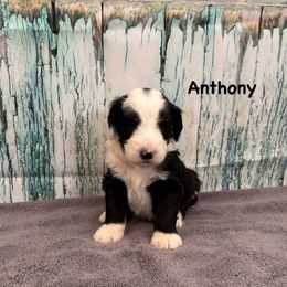 Anthony - Black and white male Sheepadoodle puppy in Blackfoot, Idaho from Son of a Poodle Sheepadoodles