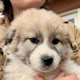 Villaroy- brown - Badger male Colorado Mountain Dog puppy in Cotopaxi, Colorado from Once Upon A Moose (OUM)