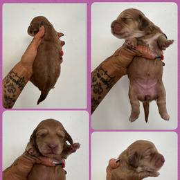 Girl 2 - Cream female Dachshund puppy in Rio, Wisconsin from Three K Miniature Dachshunds