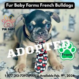 Valentino - Blue fawn male French Bulldog puppy in Michigan from Fur Baby Farms