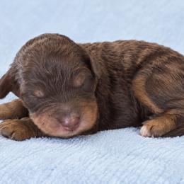 Cider - Chocolate male Cavapoo puppy in Floyd, Virginia from Hearts and Paws Poodles and Doodles