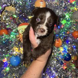 Lilly - Red tri female Miniature Australian Shepherd puppy in Angleton, Texas from 4LH Australian shepherds