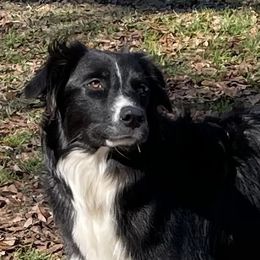 Sadie - Australian Shepherd