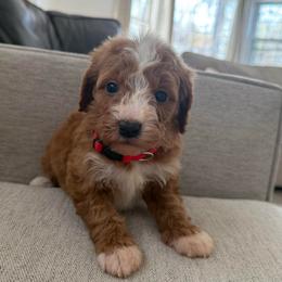 Red collar male - Red  male Goldendoodle puppy in Ridgewood, New Jersey from Jessie’s Doodles