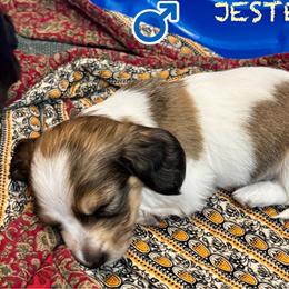 Jester - Piebald male Dachshund puppy in Springfield, Oregon from Storybook Dachshunds