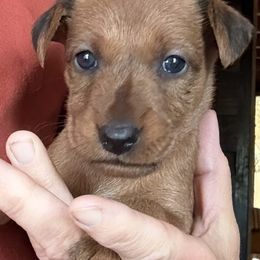 Irish Terrier and Scottish Terrier Puppies from Avonlea Terriers