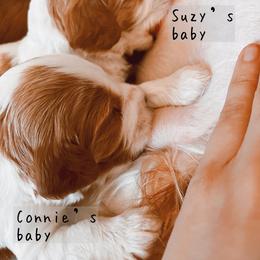 Cavalier King Charles Spaniel and Cavapoo Puppies from Cavapoo Puppy Parade