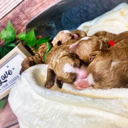 Goldendoodle Puppies from Texas Shine Doodles