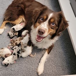 Australian Shepherd Puppies from Happy Aussie Kennels