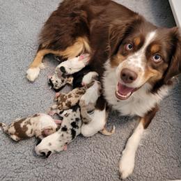 Australian Shepherd Puppies from Happy Aussie Kennels