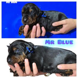 Male 3 - Black and rust male Doberman Pinscher puppy in Vernonia, Oregon from Living Hope Dobies and Doxies