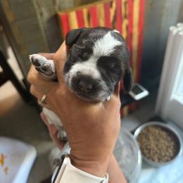 Rogue - Brown and gray female Wirehaired Pointing Griffon puppy in Grangeville, Idaho from Happy Hollow Griffons