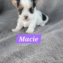Macie - Parti female Yorkshire Terrier puppy in Middleton, Idaho from Rocky Mountain Yorkies