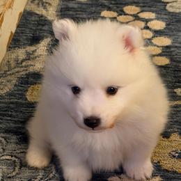 Yellow - White male Japanese Spitz puppy in Madison, Alabama from Cinabell Japenese Spitz