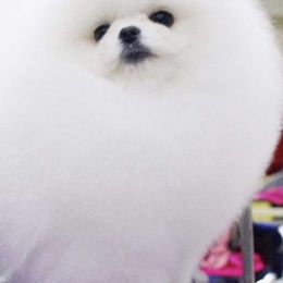 Pomeranians from Frensace Bearface Pomeranian