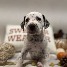 Eraser - White and liver brown female Dalmatian puppy in Carlsbad, New Mexico from ECMO Farm Dalmatians & Labrador Retrievers