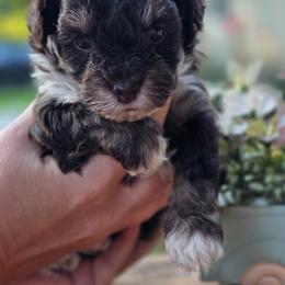 Jasmine - Phantom female Bernedoodle puppy in Decatur, Tennessee from Diamond's Doodles