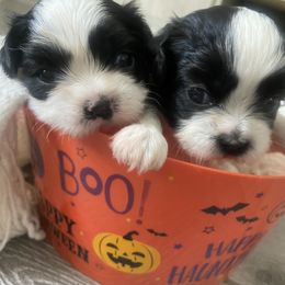 Shih Tzu Puppies from Riley Family Kennel