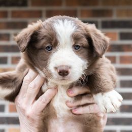 Border Collie Puppies from Cullins Collies