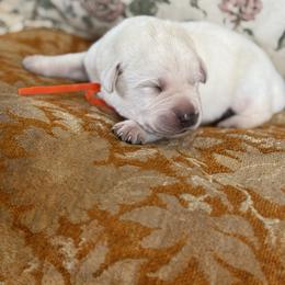 Boy 2 - Yellow male Labrador Retriever puppy in Isanti, Minnesota from Four Corners Family Labs