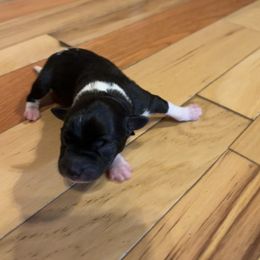 Rat Terrier Puppies from Rust Creek