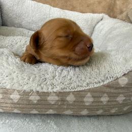 AKC Red Male - Red male Dachshund puppy in Sumrall, Mississippi from JP’s Dachshunds