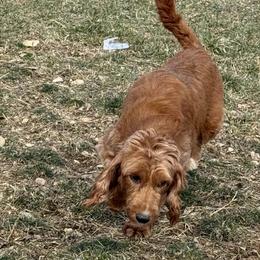 Goldendoodles from Woodland Acres
