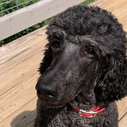 Poodles from Speeds Creek Kennels