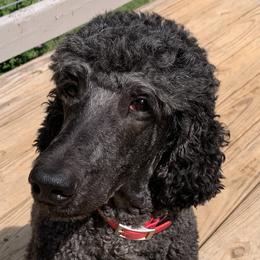 Poodles from Speeds Creek Kennels