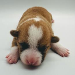 Hermione - Red female Pembroke Welsh Corgi puppy in Aumsville, Oregon from West Coast Corgi