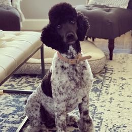 Tilly - Poodle