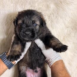 Dark sable Boy 5 - Sable male German Shepherd puppy in Hollis Center, Maine from Noble German Shepherds of Maine