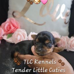 Yorkshire Terrier Puppies from TLC Kennels TenderLittleCuties