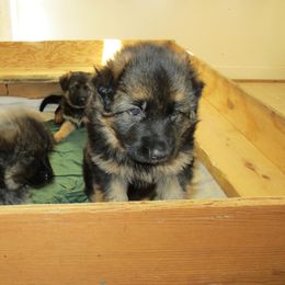 German Shepherd Puppies from Top Gun Shepherds, LLC