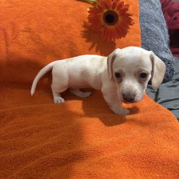 Dachshund Puppies from Sandy's Mini Weenies in Cali