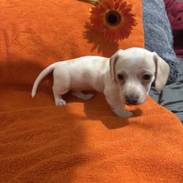 Dachshund Puppies from Sandy's Mini Weenies in Cali