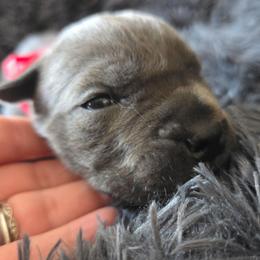 Red Collar - Gray male Cane Corso puppy in Henry, Virginia from Hardradas Dynasty Cane Corso