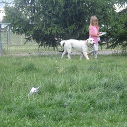 Labrador Retrievers from Stephanie's Labrador Retrievers