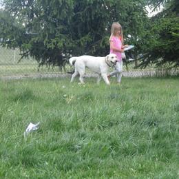 Labrador Retrievers from Stephanie's Labrador Retrievers