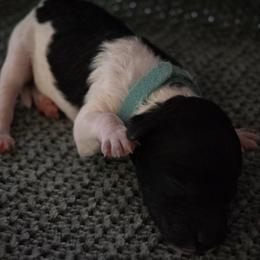 Cowrie - Parti female Poodle puppy in Veneta, Oregon from Jackalope Poodles
