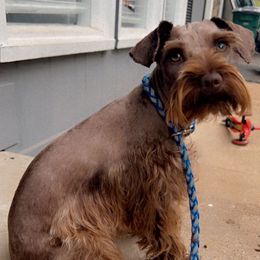 Lexie - Miniature Schnauzer
