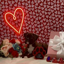 Dr Finklestein - Brindle male Boxer puppy in La Vernia, Texas from Chilham Boxers